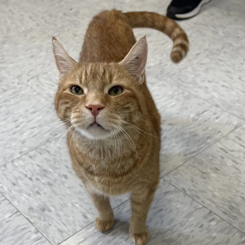 An adult medium-sized male Tabby (Orange / Red) Domestic Short Hair cat named Tuna for adoption in Bardstown, KY
