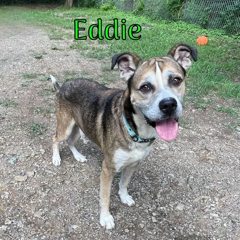 Eddie