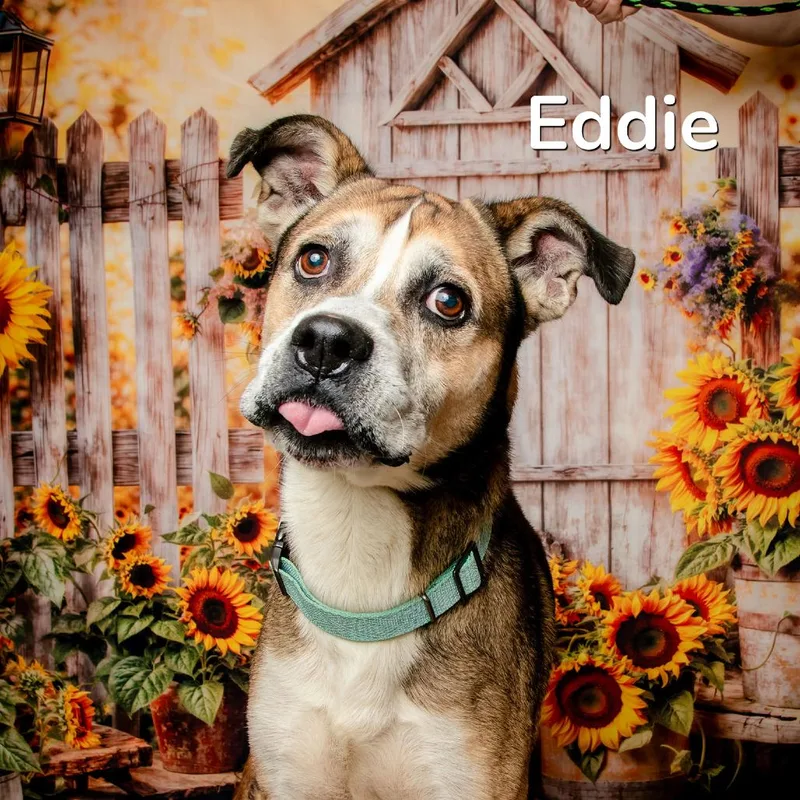 Eddie thumbnail 2