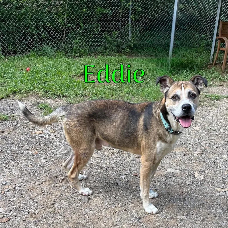 Eddie thumbnail 3
