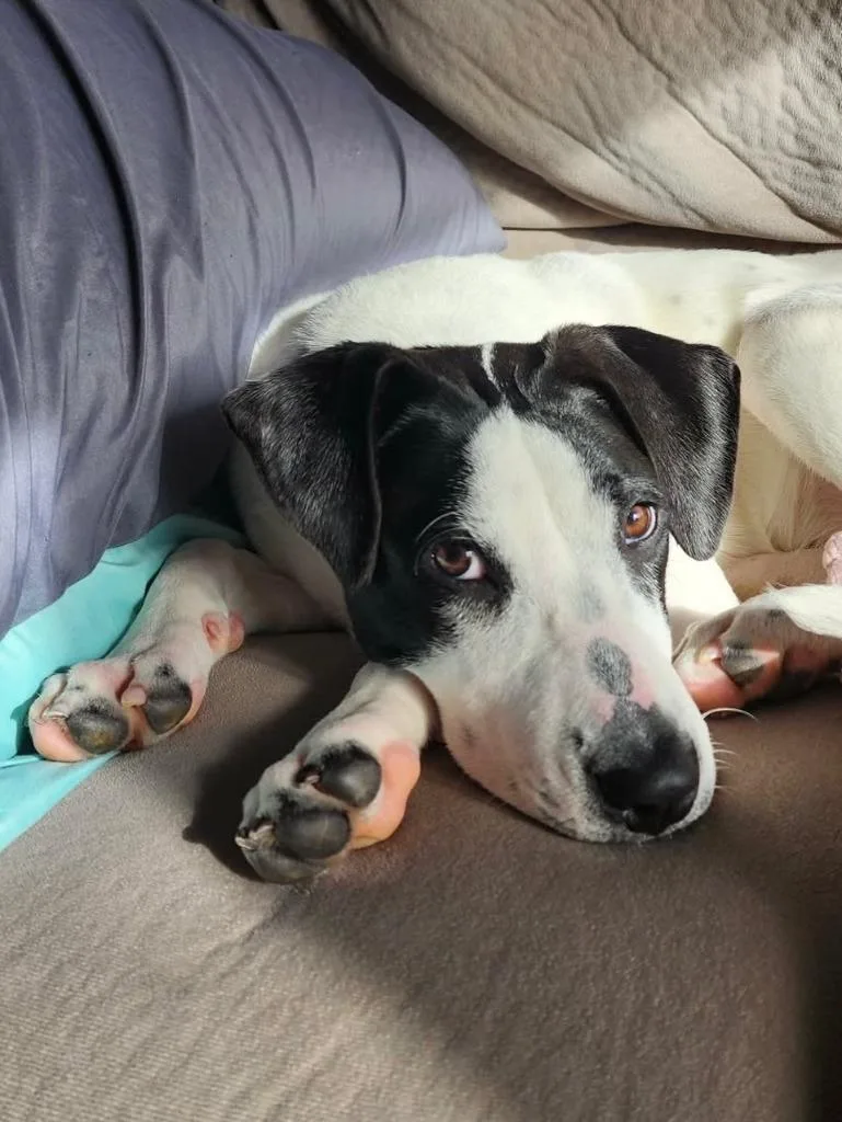 A baby medium-sized female Pointer dog named Kimmy for adoption in sun prairie, WI
