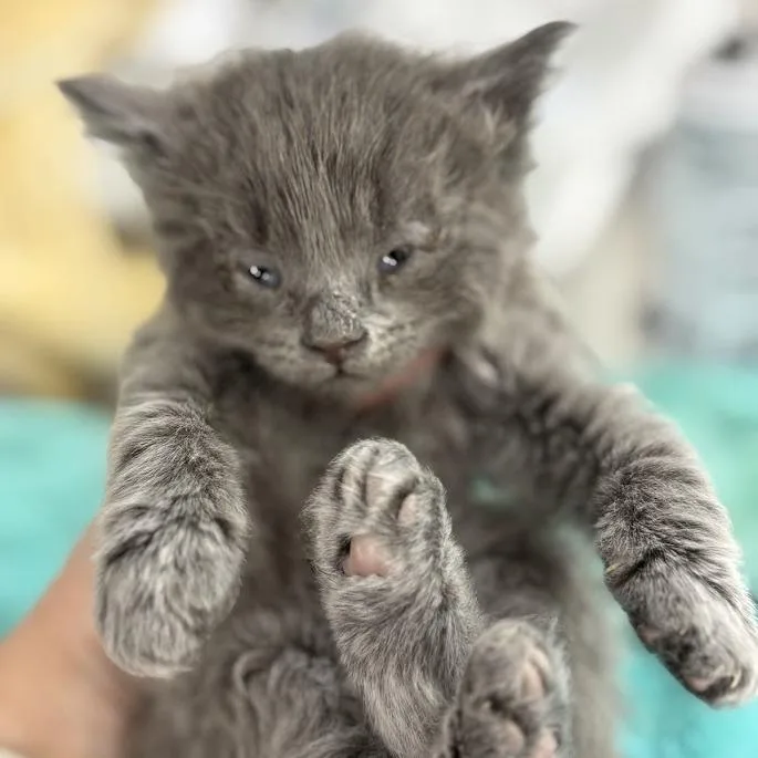 A baby small-sized male Gray / Blue / Silver Domestic Medium Hair cat named Nostrademus for adoption in Valdosta , GA