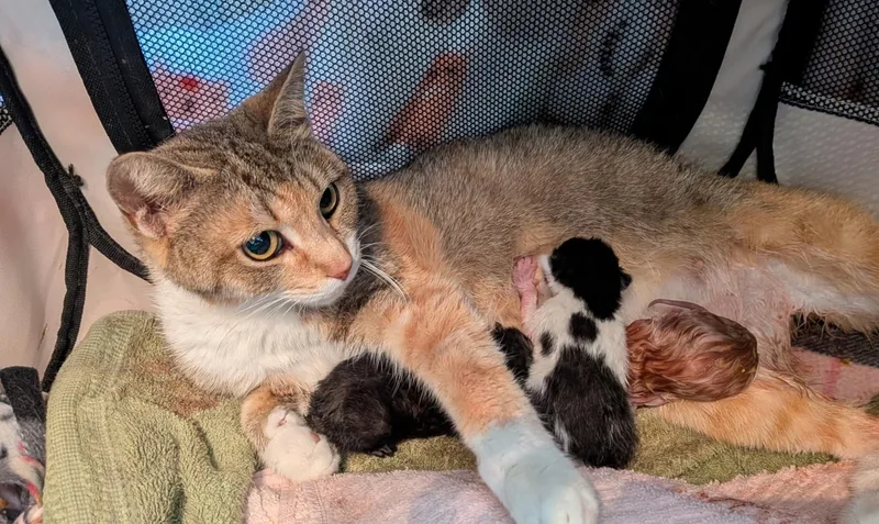 An adult medium-sized female Torbie Domestic Short Hair cat named Matilda for adoption in Lewis Center, OH
