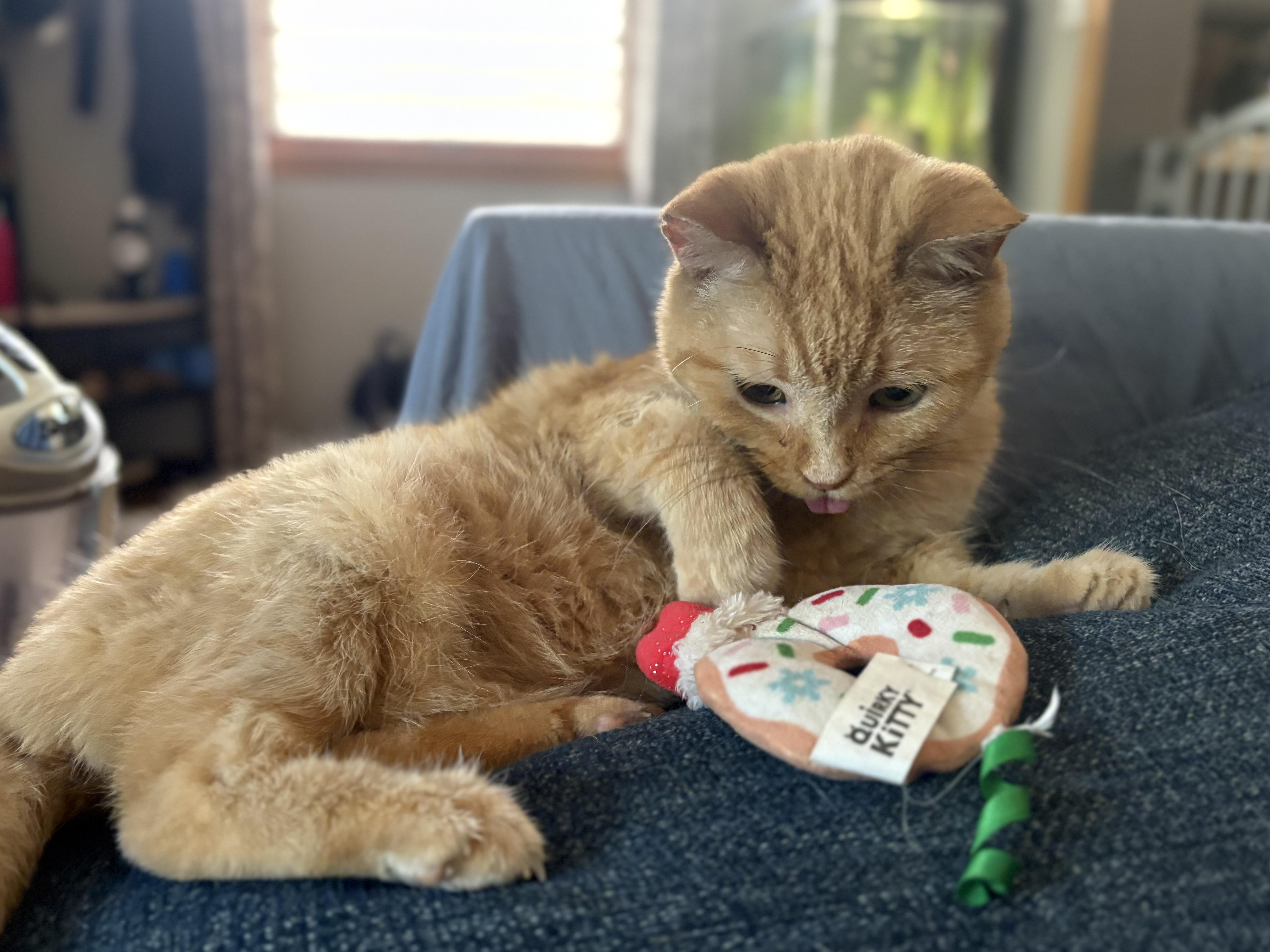A senior medium-sized female Domestic Short Hair cat named Sprocket for adoption in Blaine, MN