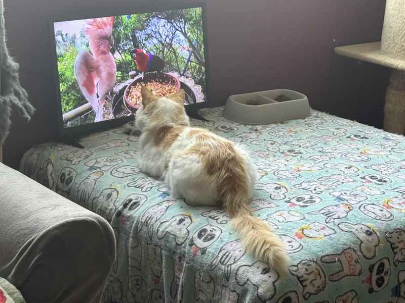 A young large-sized male Orange & White Domestic Short Hair cat named Jinx for adoption in Blaine, MN
