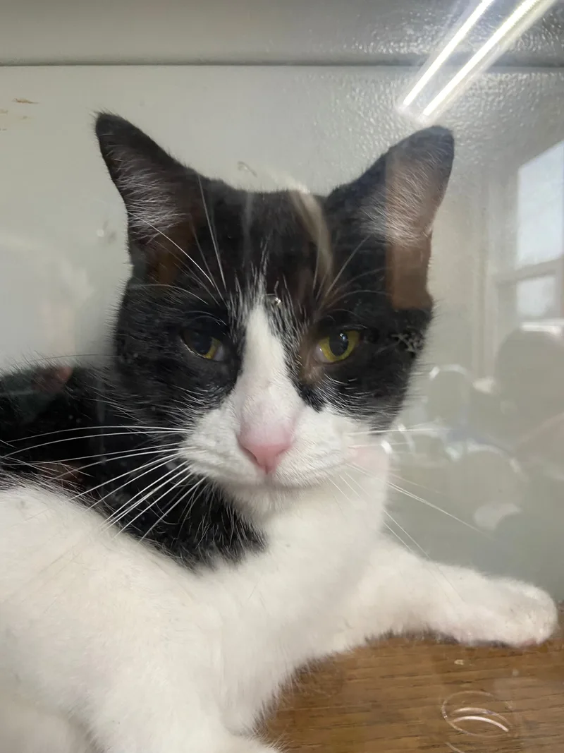 An adult medium-sized male Black & White / Tuxedo Domestic Short Hair cat named Max for adoption in Peru, IN