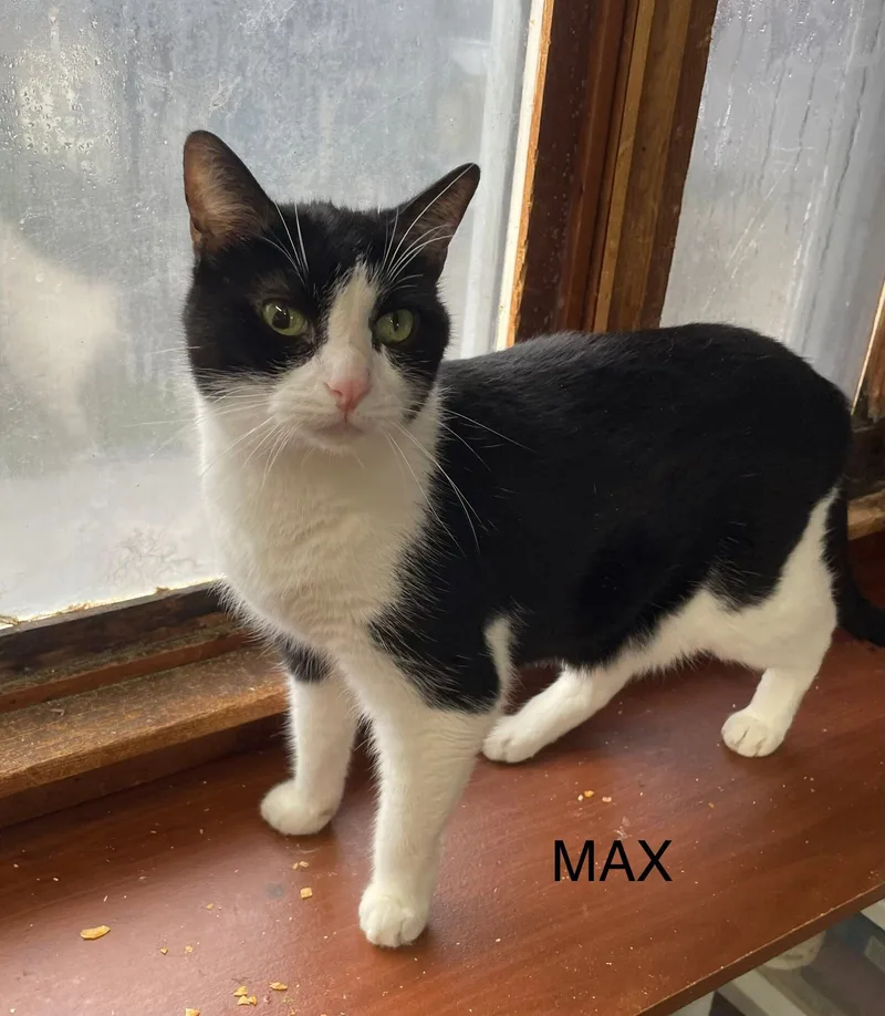 Max thumbnail 2