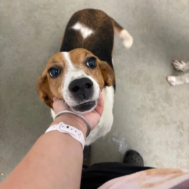 An adult medium-sized female Treeing Walker Coonhound dog named Pigeon for adoption in Rocky Mount, VA