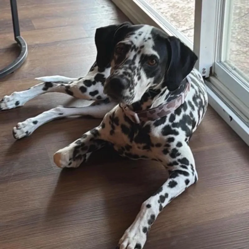An adult medium-sized female Dalmatian dog named Zendy for adoption in Phoenix, AZ