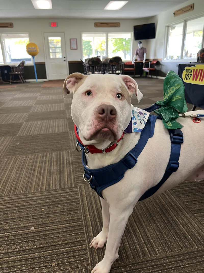An adult extra large-sized male White / Cream American Staffordshire Terrier dog named Griffin for adoption in Stevensville, MI