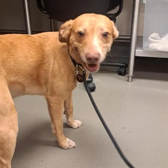 An adult medium-sized male Mixed Breed dog named King for adoption in Dallas, TX