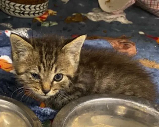 A baby small-sized male Domestic Medium Hair cat named Ernie for adoption in Tustin, CA