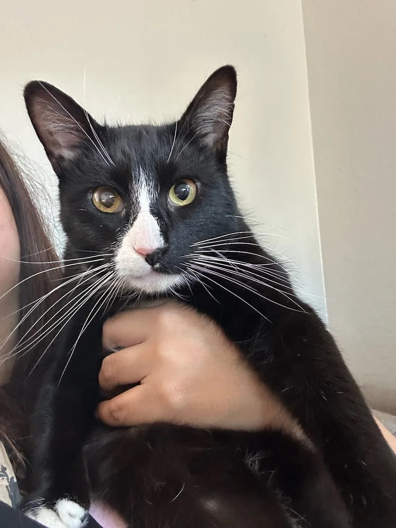 Maverick thumbnail 2