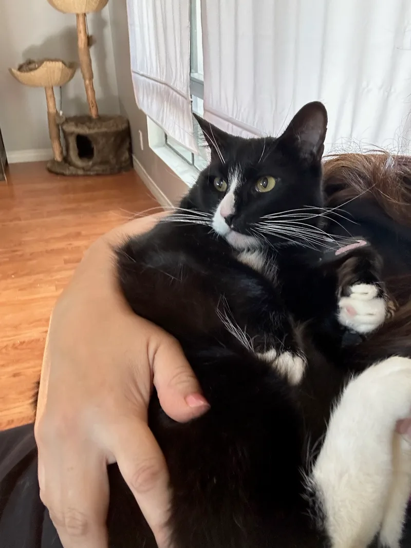 Maverick thumbnail 3