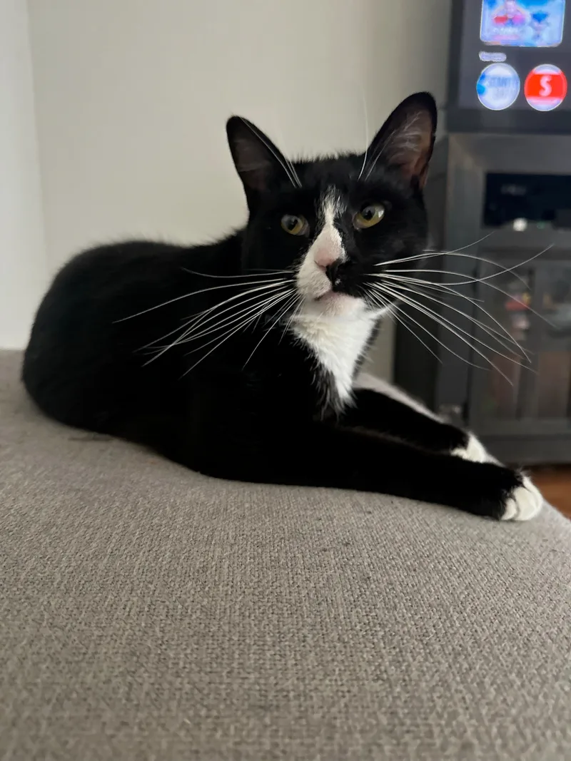 Maverick thumbnail 4