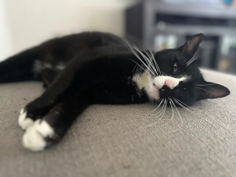 Maverick thumbnail 5