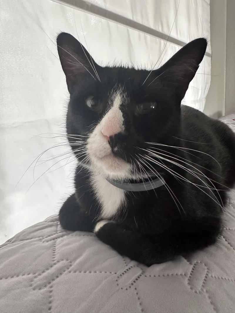 Maverick thumbnail 6