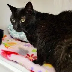 A senior medium-sized female Black Domestic Short Hair cat named Sootie Piecomes With Vet for adoption in Green Valley, AZ