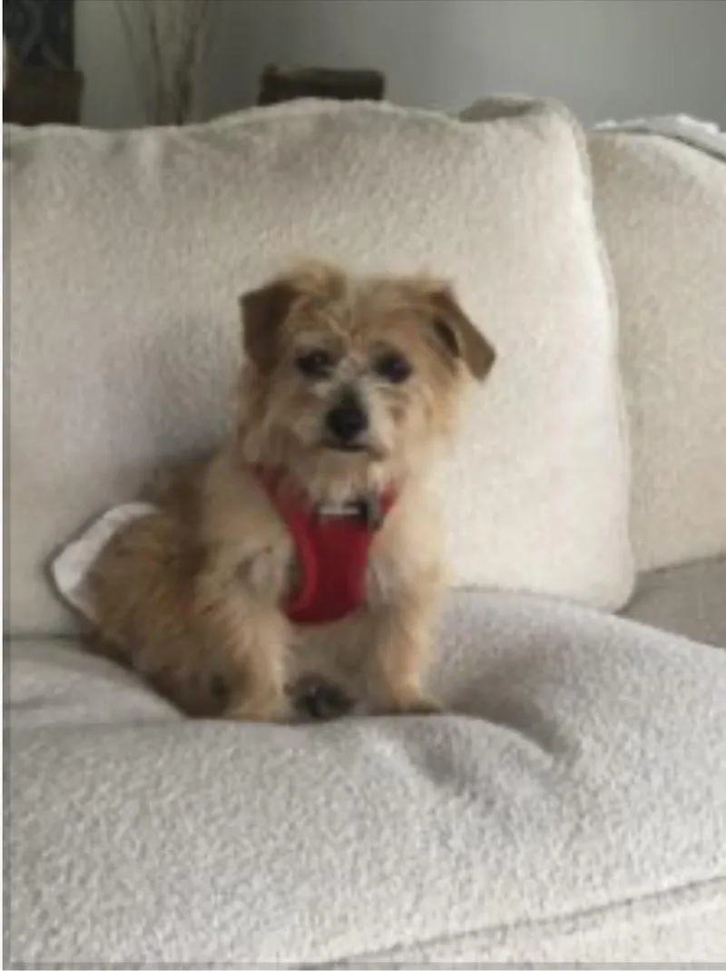 A young small-sized female Terrier dog named Cinnamon for adoption in Norfolk, VA