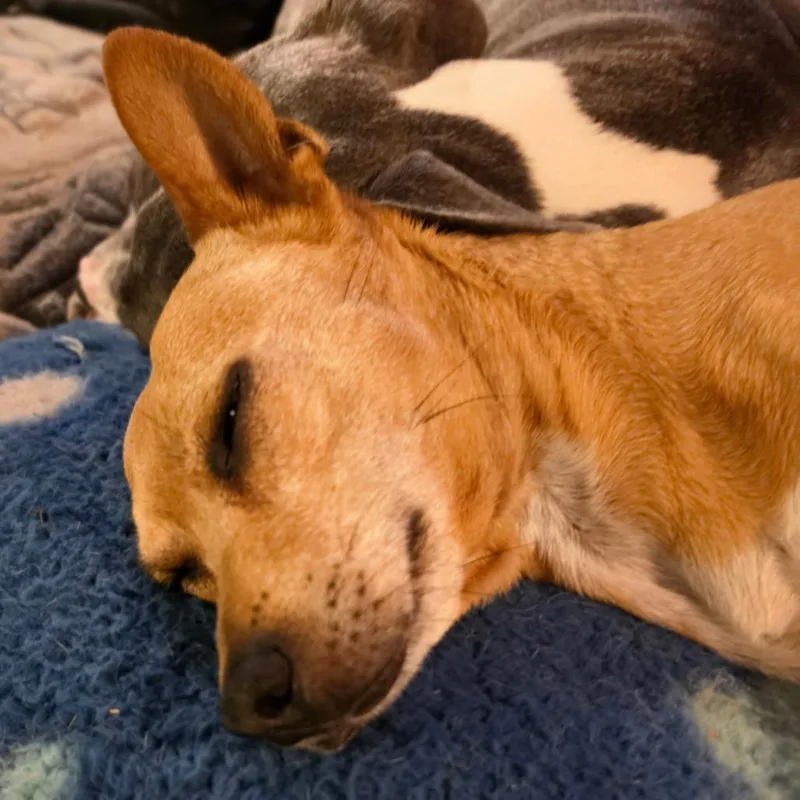 A senior small-sized male Yellow / Tan / Blond / Fawn Chihuahua dog named Max for adoption in Newcastle, OK