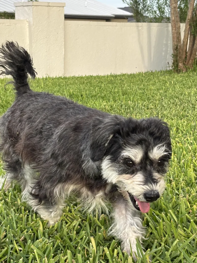 A young small-sized female Shih Tzu dog named Shellie for adoption in Copiague, NY