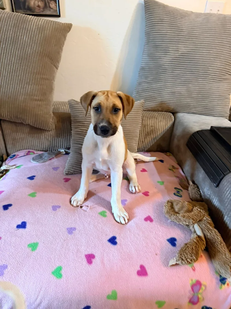 Peanut