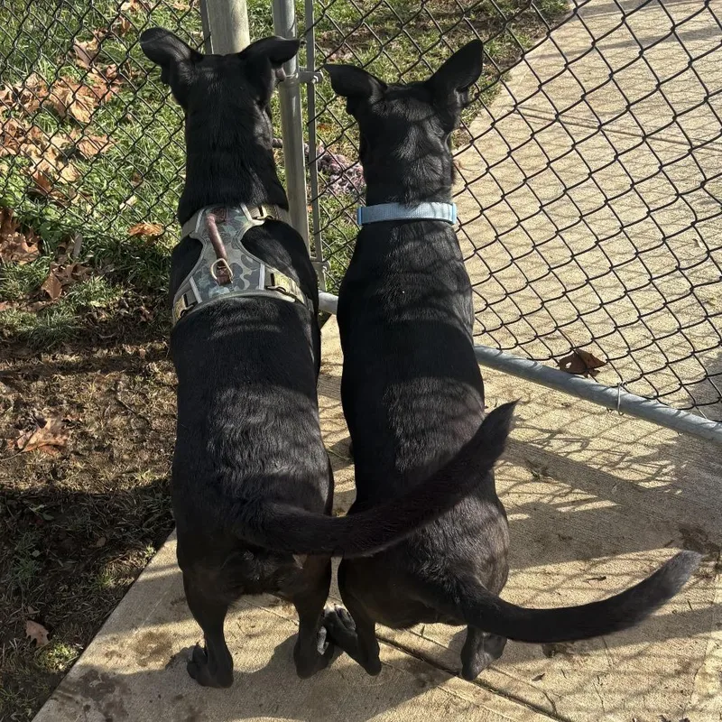 An adult large-sized male Black Shepherd dog named Rocz for adoption in Waynesburg, PA
