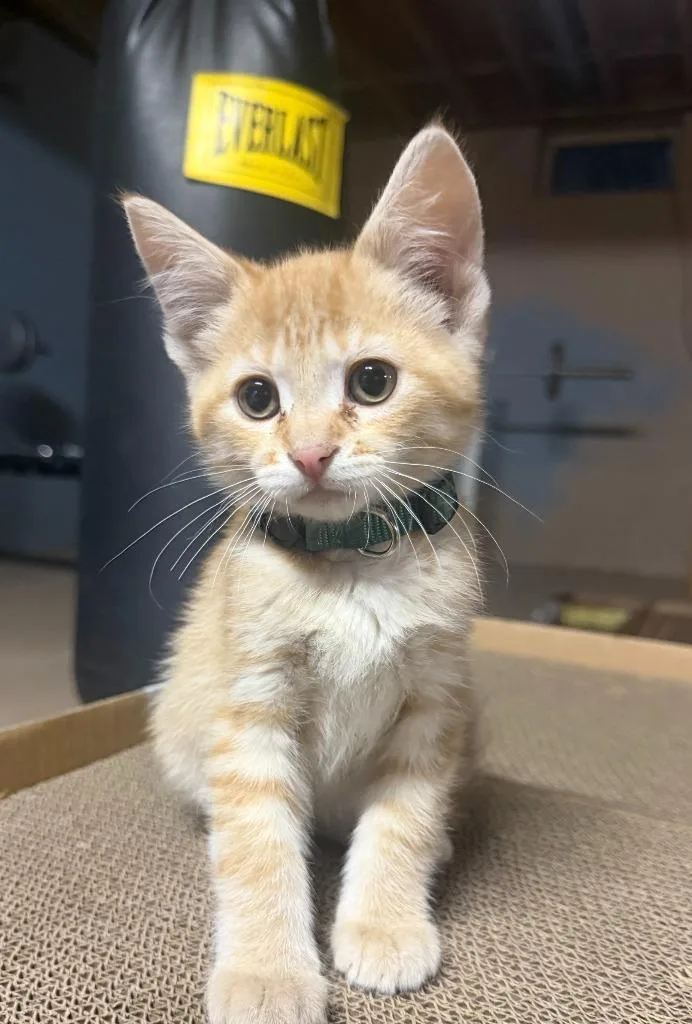A baby small-sized male Domestic Short Hair cat named Chuck for adoption in Grand Rapids, MN