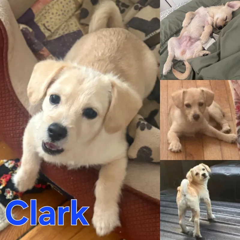 Clark thumbnail 4