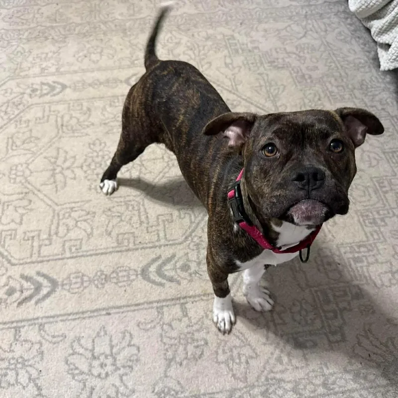 A young medium-sized female Brown / Chocolate Pit Bull Terrier dog named Kyra for adoption in Jarrettsville, MD