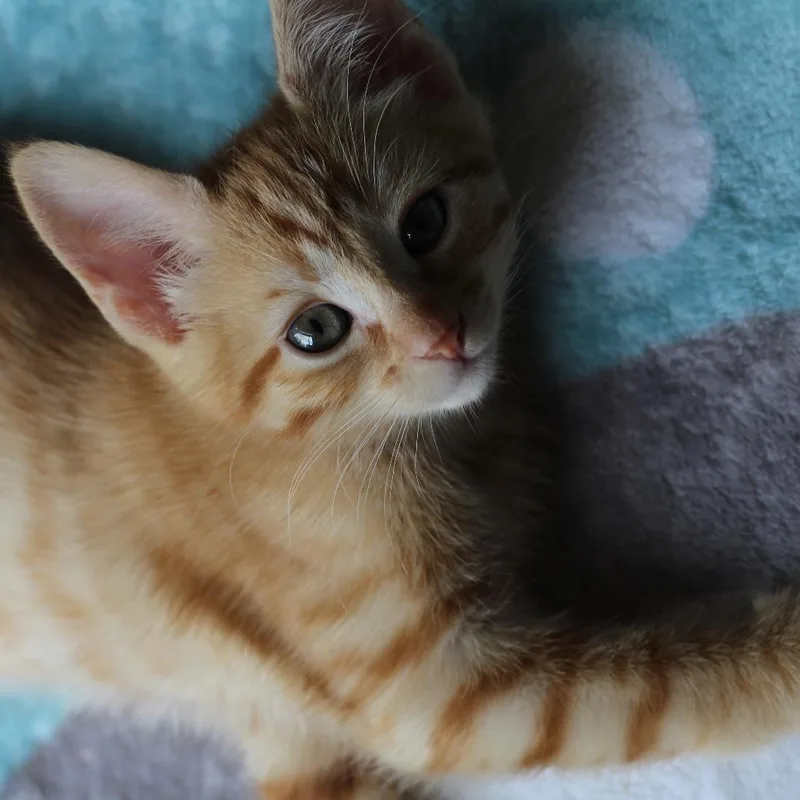A baby small-sized male Orange / Red Domestic Short Hair cat named Prawn for adoption in Chapel Hill, NC