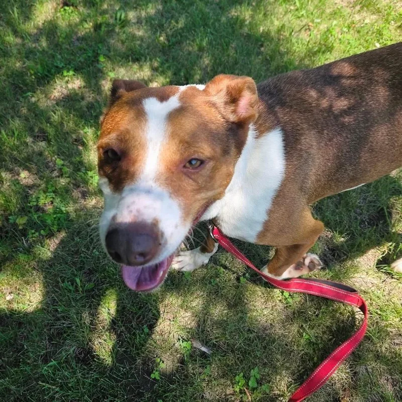 An adult small-sized female Brown / Chocolate Terrier dog named Cinnamon for adoption in Rock Falls, IL