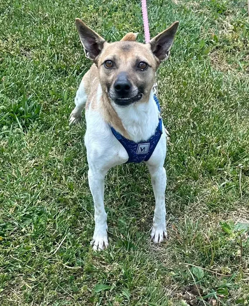 An adult small-sized male Yellow / Tan / Blond / Fawn Rat Terrier dog named Gravy for adoption in Westwood, NJ
