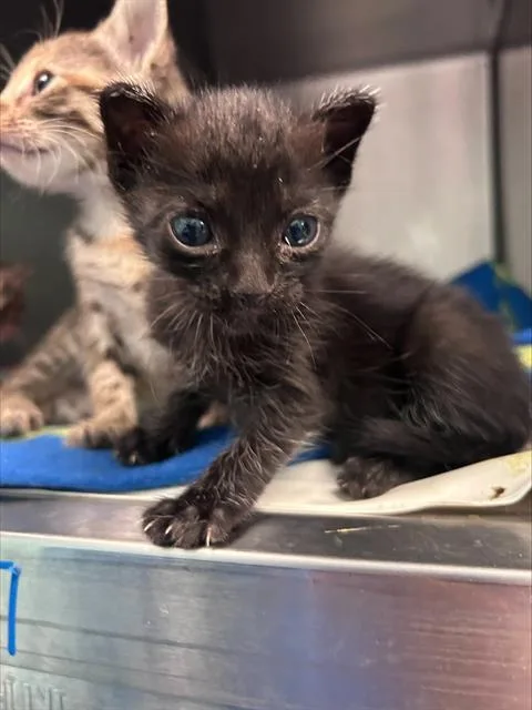 A baby medium-sized female Domestic Short Hair cat named Pudding for adoption in Dallas, TX
