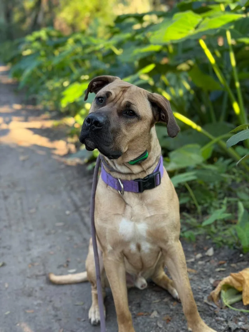 A young extra large-sized male Mastiff dog named Diesel for adoption in Lakeland, FL