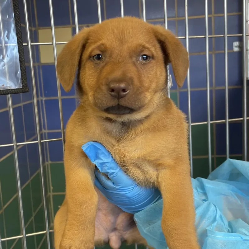 A baby small-sized female Brown / Chocolate Chocolate Labrador Retriever dog named Champagnie for adoption in San Antonio, TX