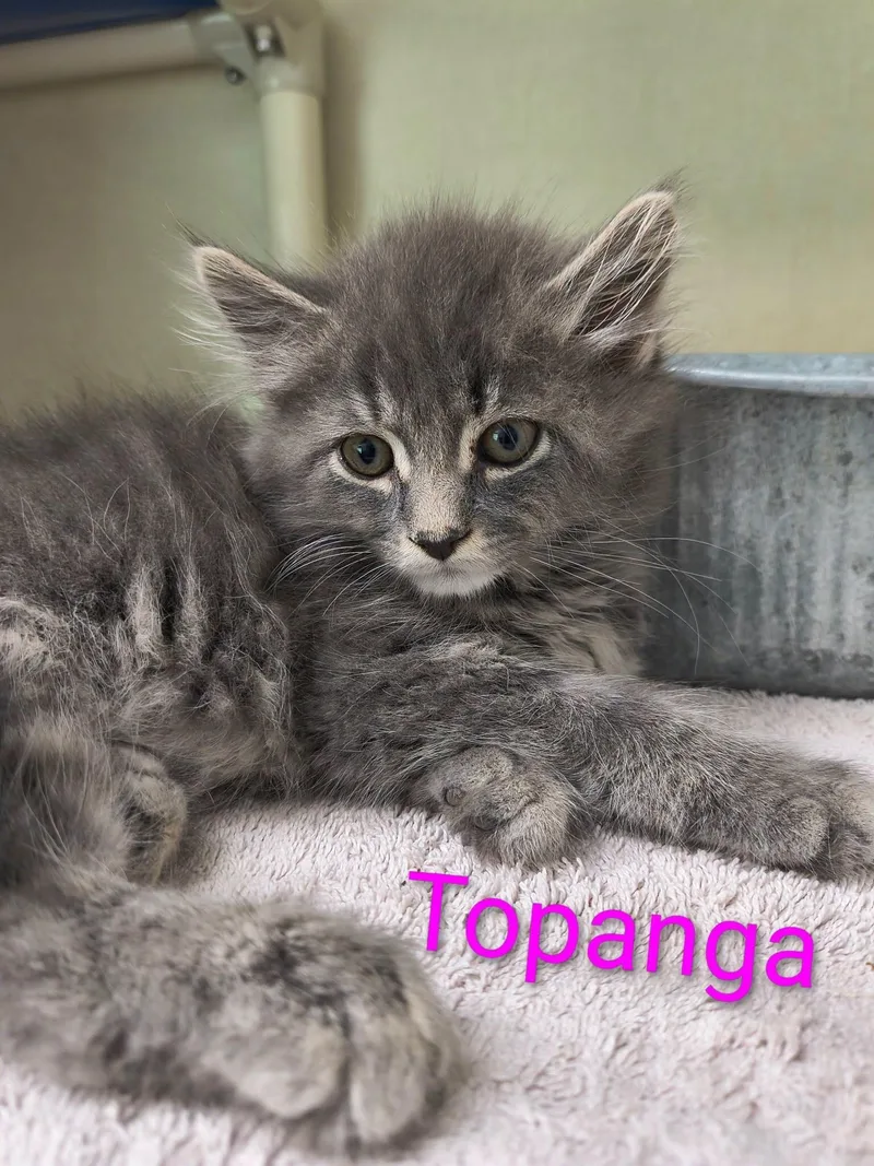 A baby medium-sized female Gray / Blue / Silver Domestic Long Hair cat named Topanga for adoption in Saint Marys, PA