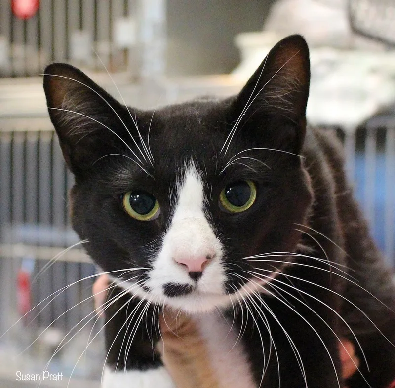 An adult medium-sized male Black & White / Tuxedo Domestic Short Hair cat named Junior for adoption in Bedford, VA