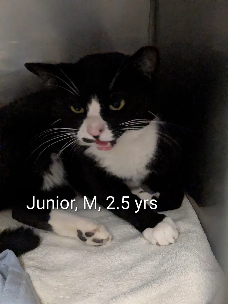 Junior thumbnail 2