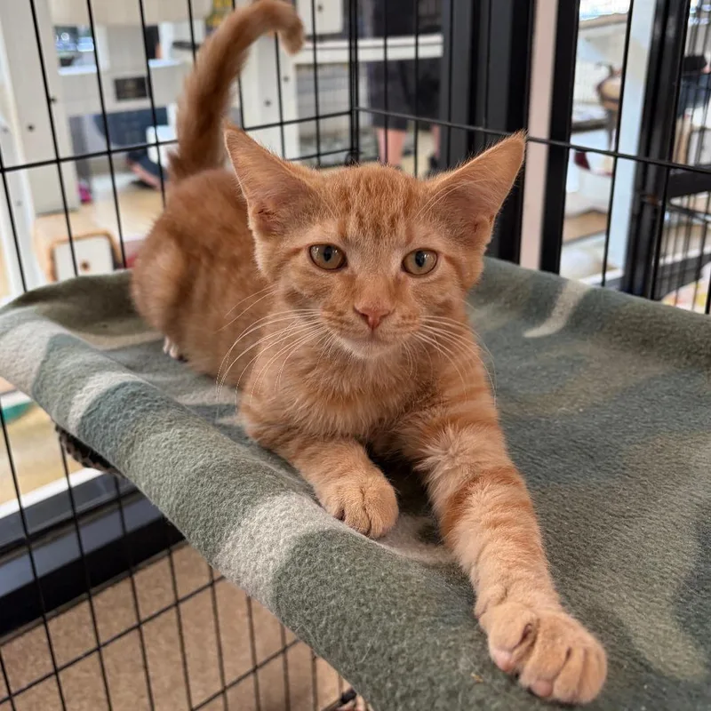 A baby small-sized male Orange / Red Domestic Short Hair cat named Teddy for adoption in Deerfield, IL