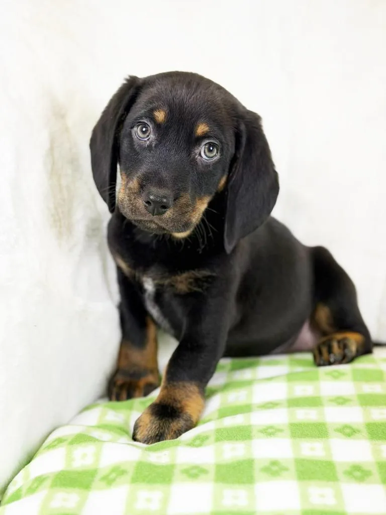A baby medium-sized male Beagle dog named Spring Litter  Bud for adoption in Savage, MN