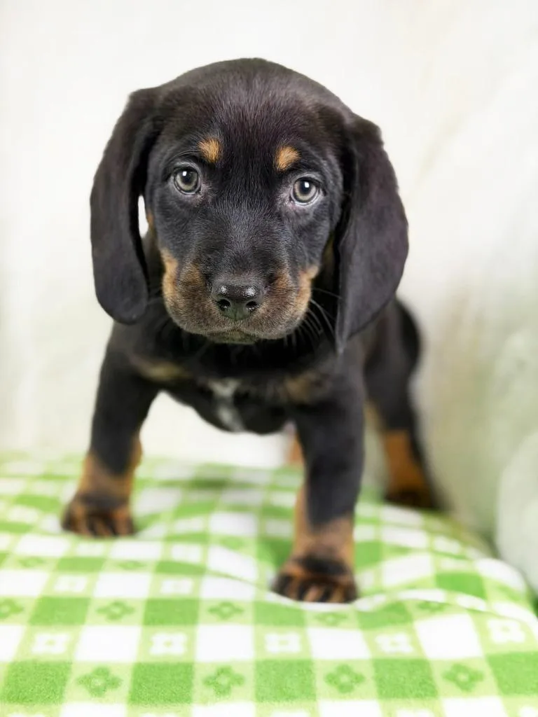 Spring Litter  Bud thumbnail 4