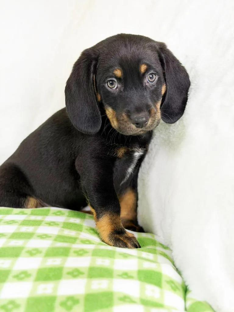 Spring Litter  Bud thumbnail 5