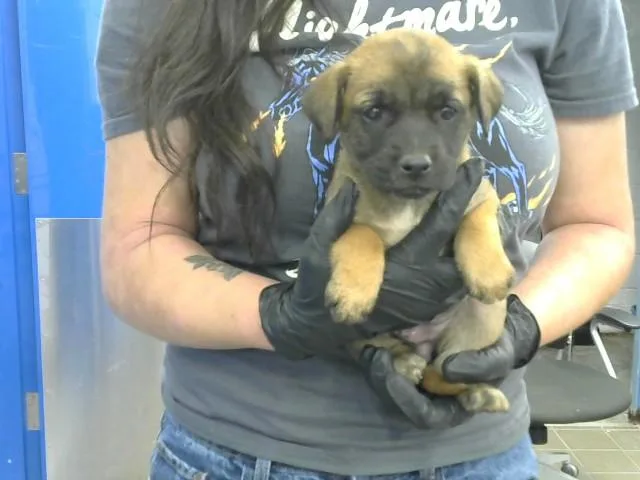 A baby small-sized female Australian Cattle Dog / Blue Heeler dog named Winnie for adoption in Albuquerque, NM