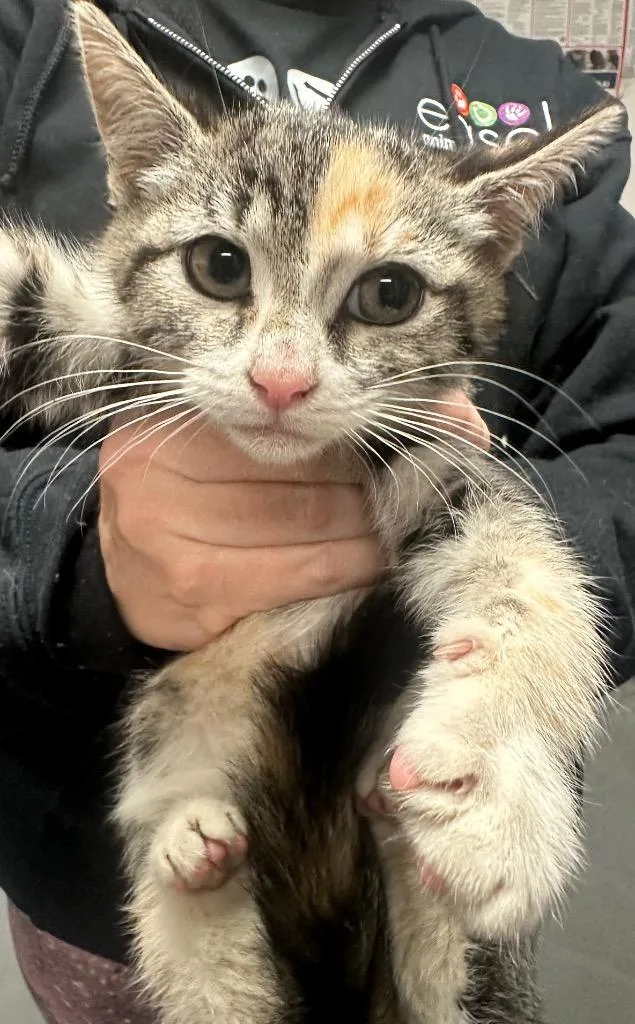 A baby small-sized female Domestic Short Hair cat named Annie Oakley for adoption in Ewing, NJ