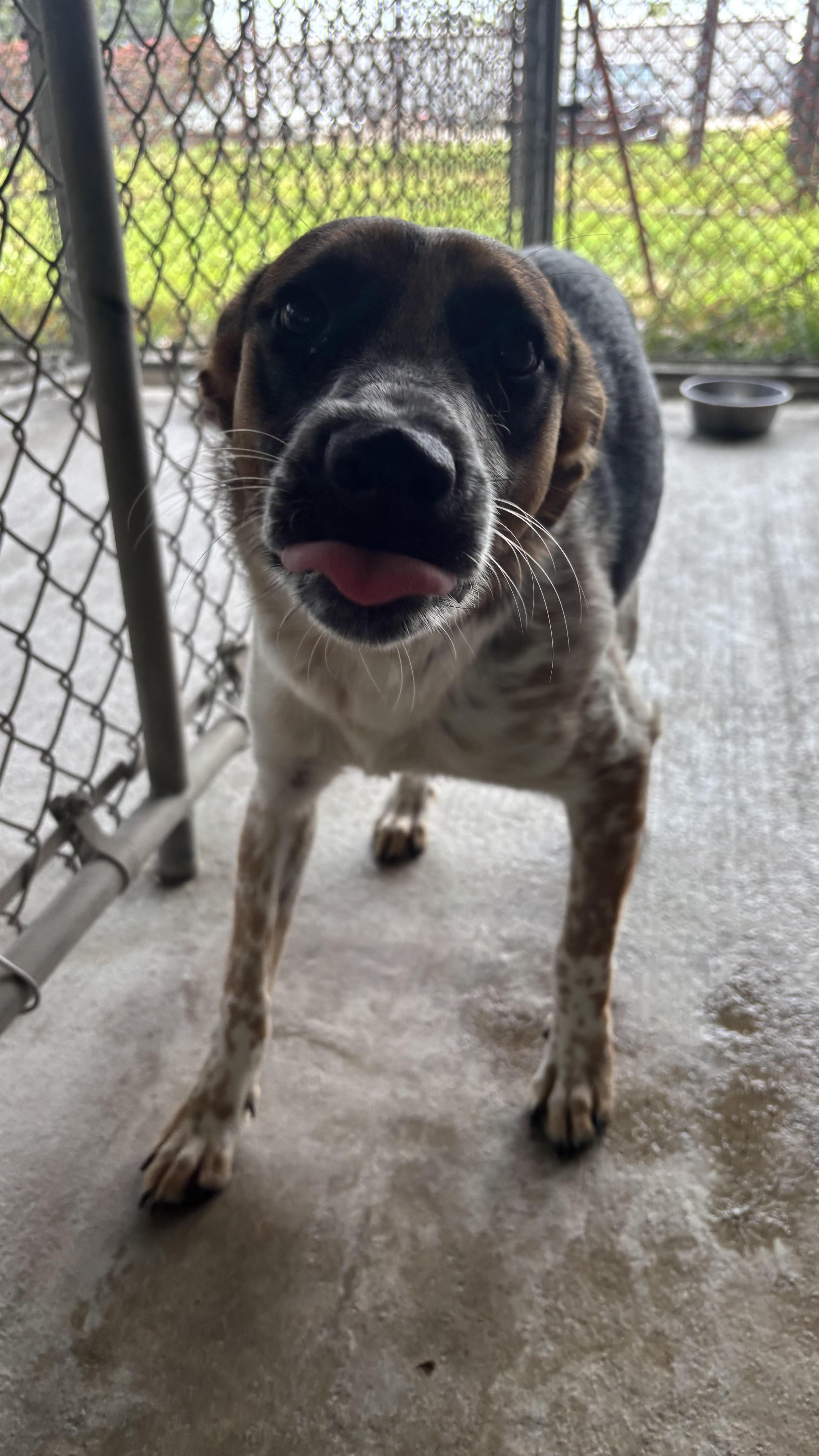 An adult medium-sized female Black Husky dog named Artemis for adoption in McPherson, KS