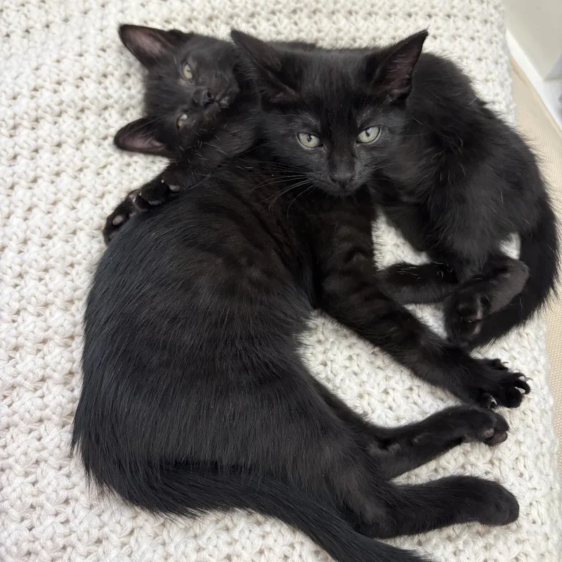 A baby small-sized female Domestic Short Hair cat named Onyx for adoption in Cumming, GA