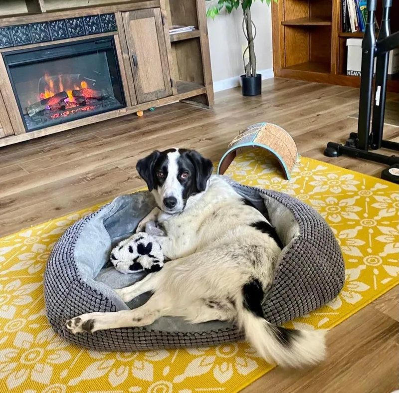 A young medium-sized female Beagle dog named Daisy for adoption in Las Vegas, NV