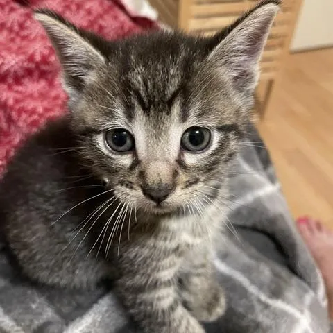 A baby small-sized male Gray / Blue / Silver Domestic Short Hair cat named Funnel Cake for adoption in Madison, WI