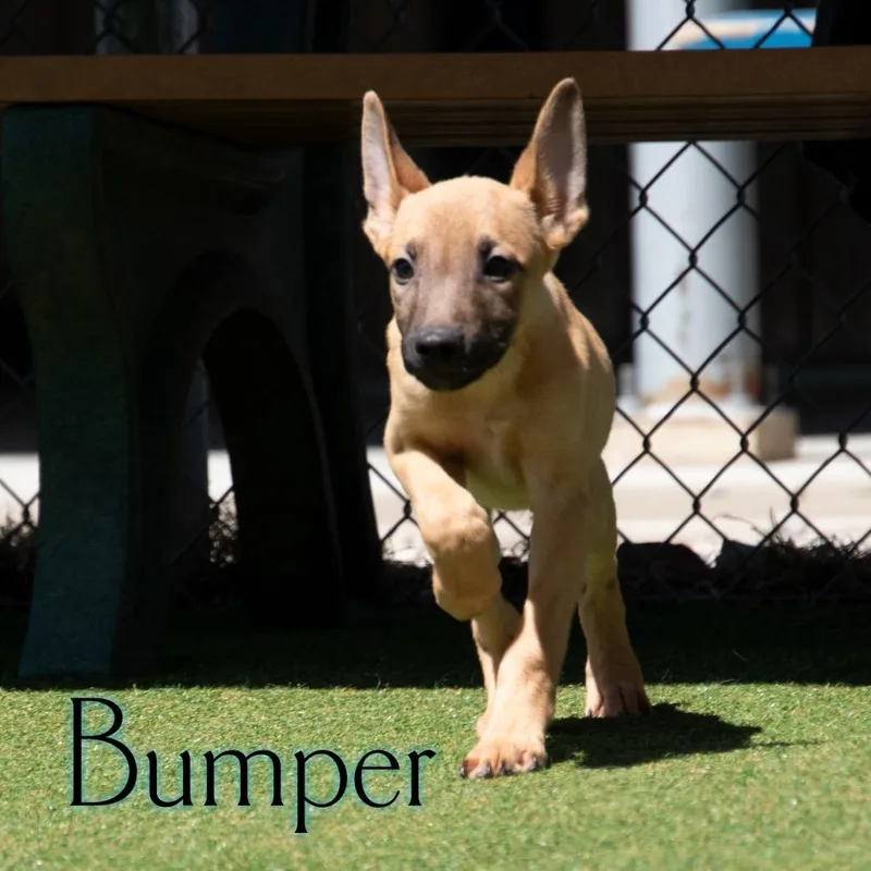 A baby small-sized male Yellow / Tan / Blond / Fawn German Shepherd Dog dog named Bumper for adoption in Parkersburg, WV